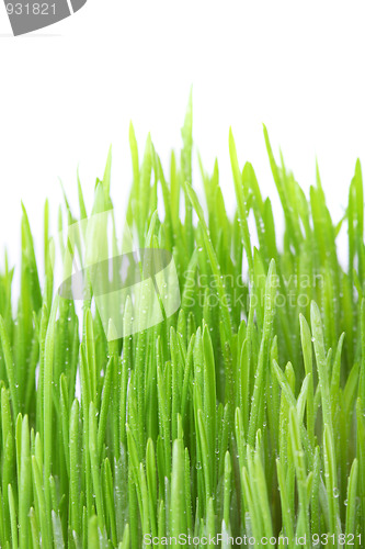 Image of Dew covered grass