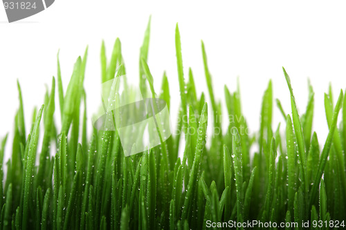 Image of Wet grass