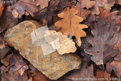 Image of Autumn background
