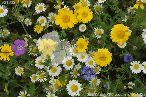 Image of hay flowers