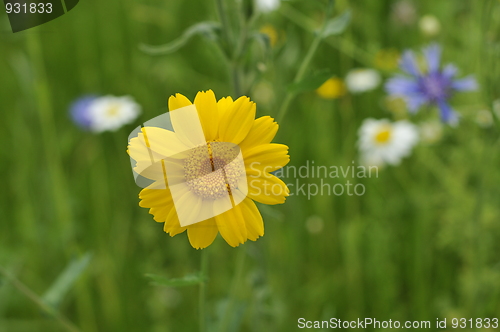 Image of hay meadow