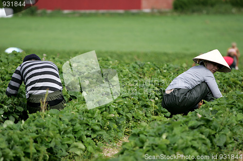 Image of Berry pickers