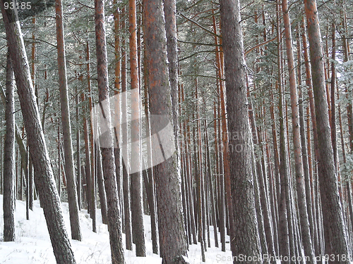 Image of forest in winter