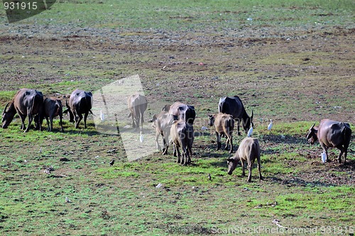 Image of Cattle