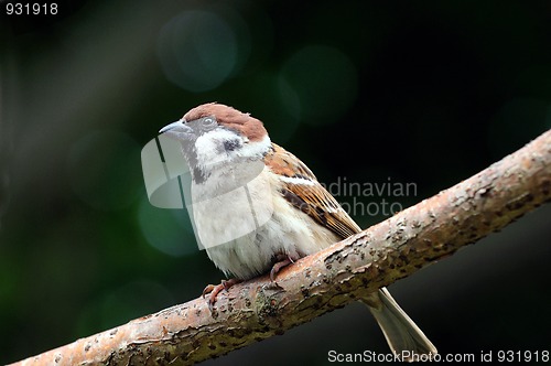 Image of Sparrow