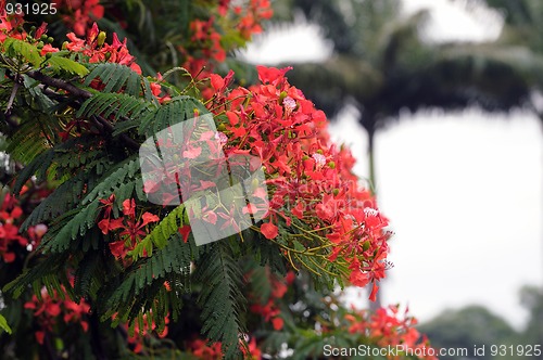 Image of Gulmohar Flower