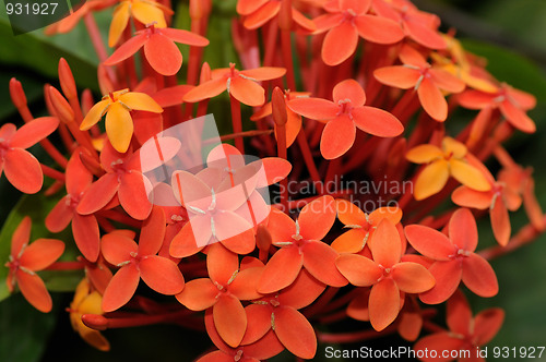 Image of ixora