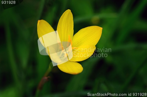 Image of Rain Lily