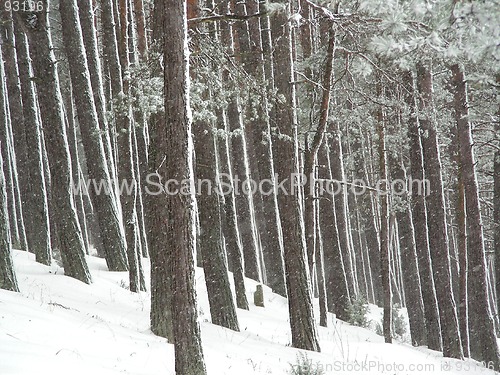 Image of forest in winter