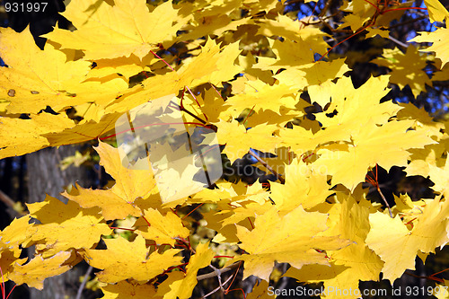 Image of bright yellow maple leaves