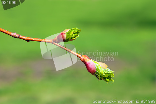 Image of green buds macro