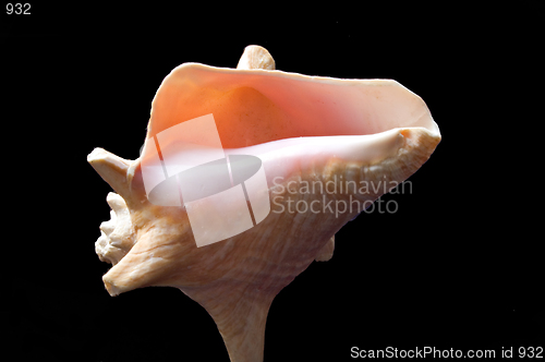 Image of Pink Shell