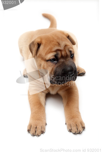 Image of shar pei puppy