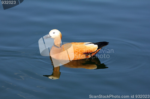 Image of Mandarin duck