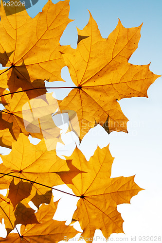 Image of autumn mapple yellow leaves