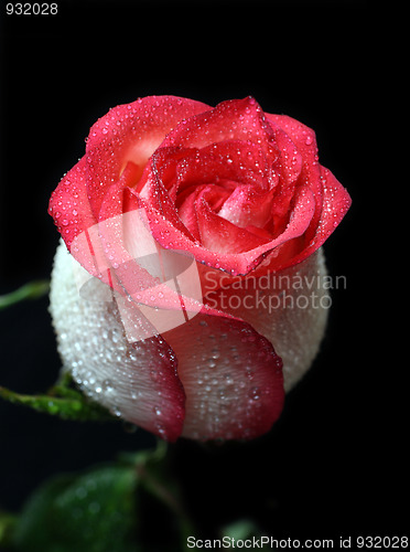 Image of white with red border rose