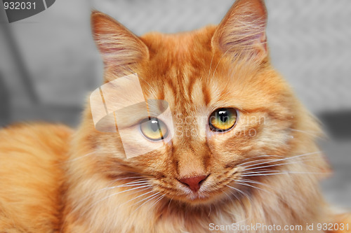 Image of bobtail red cat