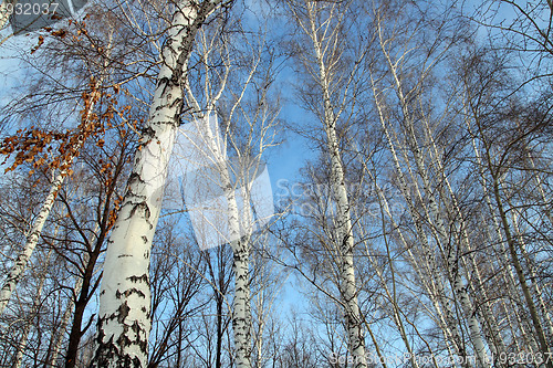 Image of tops of bare birch trees