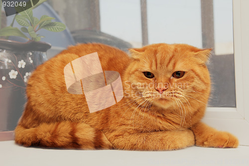 Image of displeased scottish fold red cat