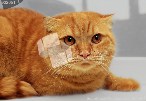 Image of scottish fold purebred red cat