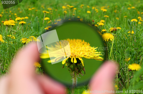 Image of looking through magnifier on dandelion