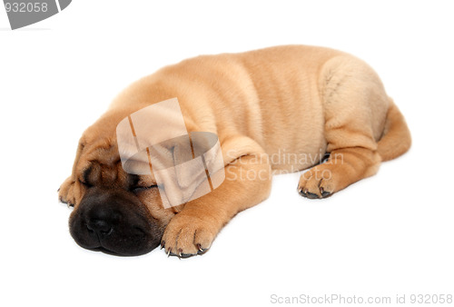 Image of shar pei puppy dog sleeping