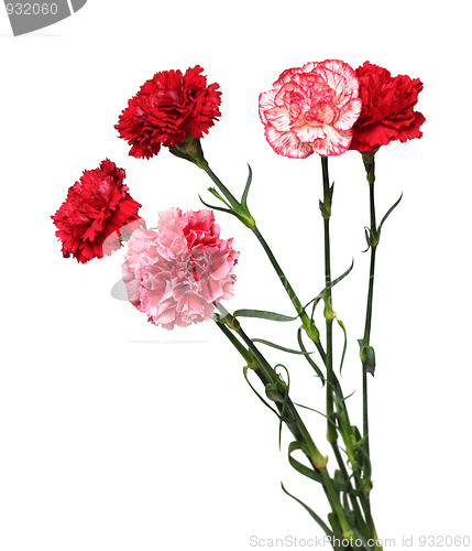 Image of bouquet of carnation flowers