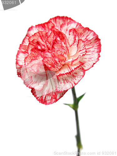 Image of carnation flower bud