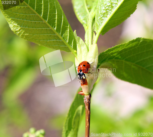 Image of ladybug on twig