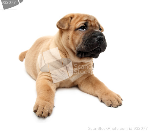 Image of shar pei puppy