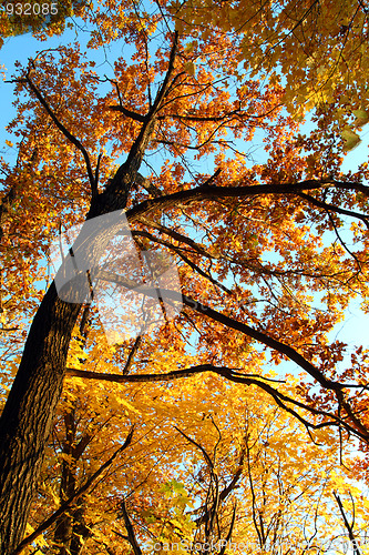 Image of autumn tree in sunset light