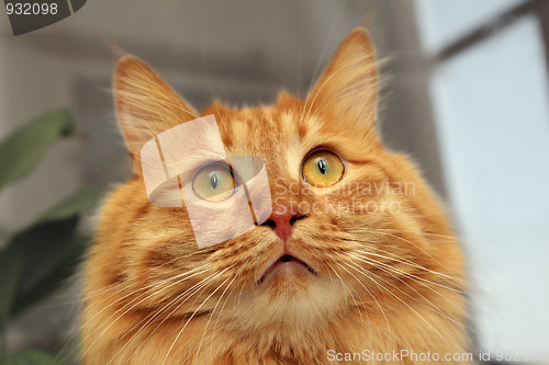 Image of bobtail red cat looking up