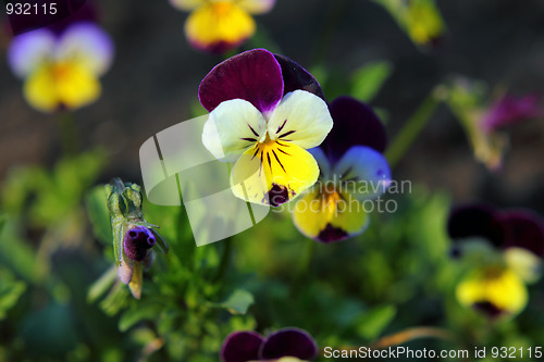 Image of small pansy flowers