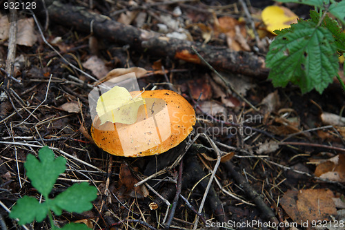 Image of mushroom in forest
