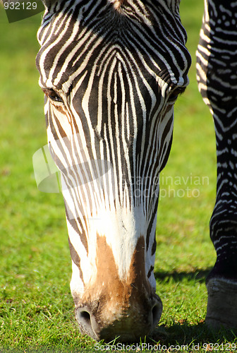 Image of head of grazing zebra