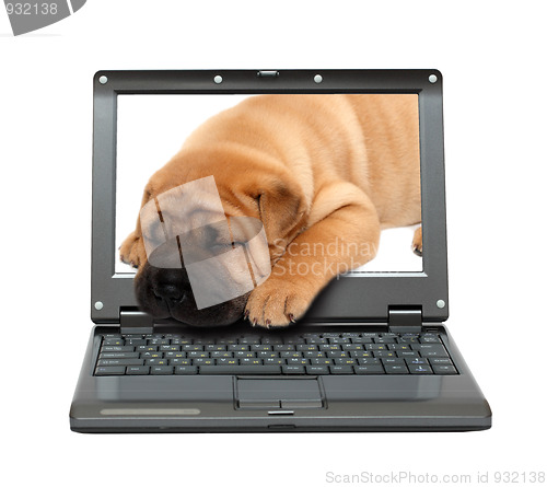 Image of laptop with sleeping puppy dog