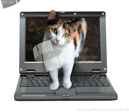 Image of small laptop with cat