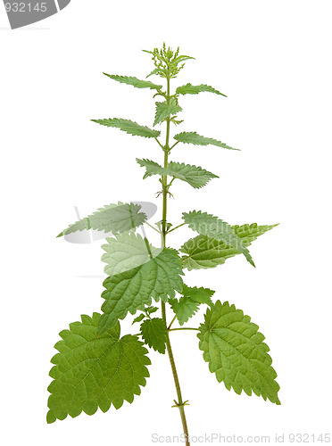 Image of nettle plant