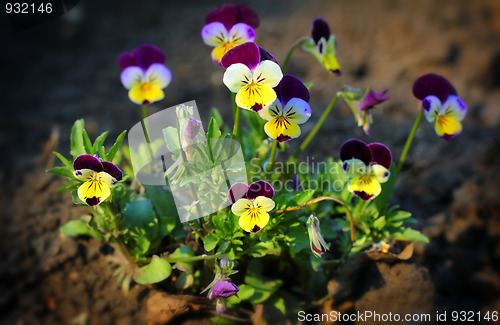 Image of small pansy flowers