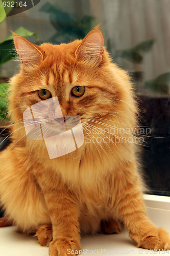Image of bobtail red cat on window