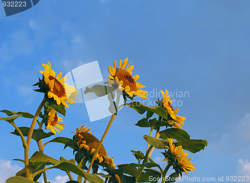 Image of Sunflowers