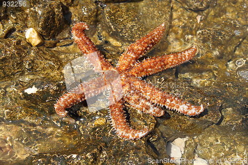 Image of beautiful sea star on rock