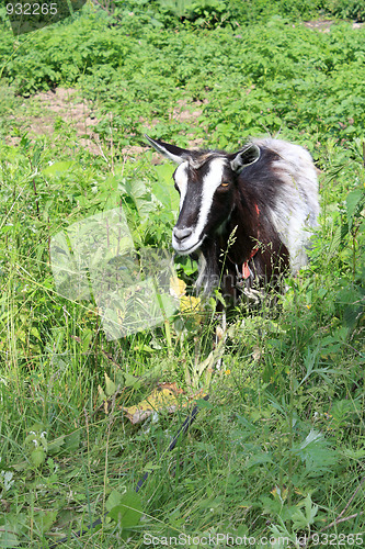 Image of Goat