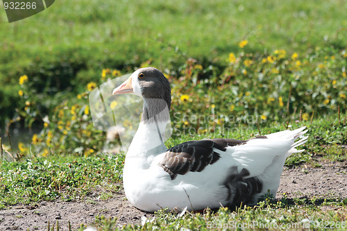 Image of Goose on road