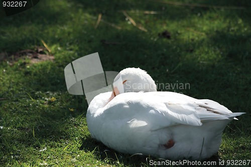 Image of Goose sleeps