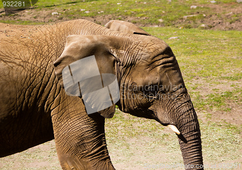 Image of Elephant Profile