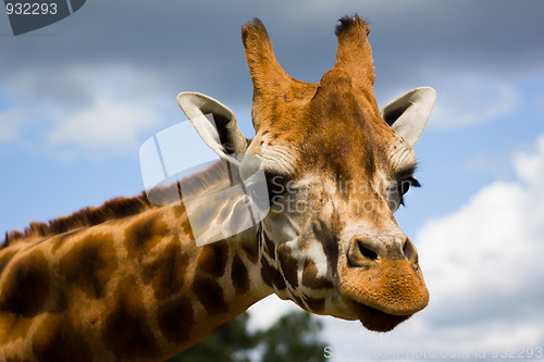 Image of Giraffe Profile