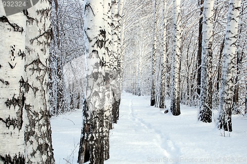 Image of small path in winter birch wood