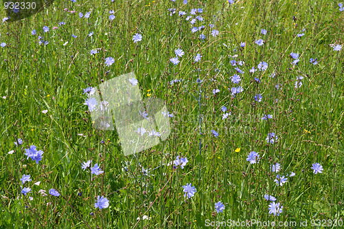 Image of blue chicory flowers