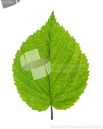 Image of green leaf of birch tree